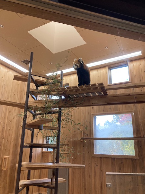 %e5%8b%95%e7%89%a9%e5%9c%92%e3%80%80%e3%83%ac%e3%83%83%e3%82%b5%e3%83%bc%e3%83%91%e3%83%b3%e3%83%801